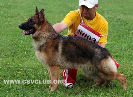 VV4 8003 格露提，Glutti von KaiYang，CSZ137906，犬主：郭阳