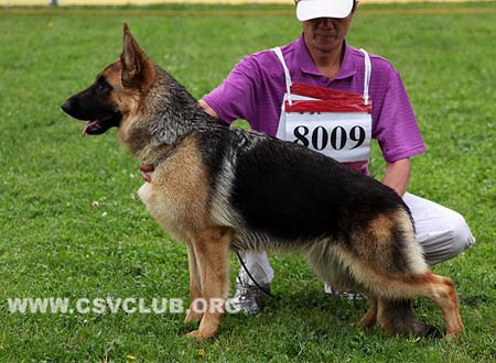 VV5 8009 可如梅儿，Cruemel von Shui Quan，CSZ136393，犬主：宋刚