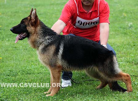 VV1 9006 克拉兹斯，Clarence von LuYin，CSZ141922，犬主：刘春勇