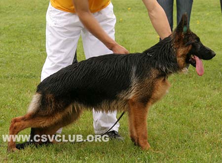 VV1 0019 盖拉，Gela von ZhengNan，CSZ141931，犬主：施大伟