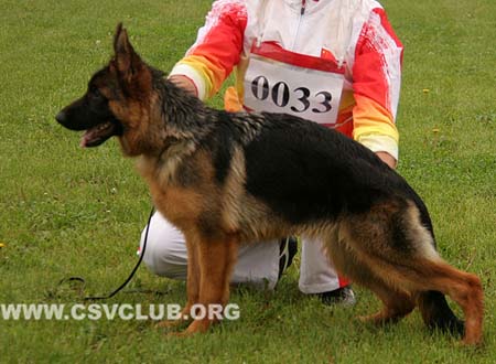 VV2 0033 波基特，Beckie von ShuLong，CSZ139500，犬主：周锦