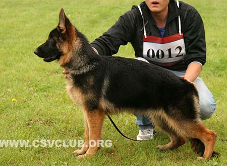 VV3 0012 西伊若，Cijra von LuYin，CSZ141925，犬主：刘春勇