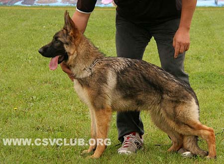 VV4 0003 亚斯提，Yankie von DeQin，CSZ137705，犬主：葛彦发