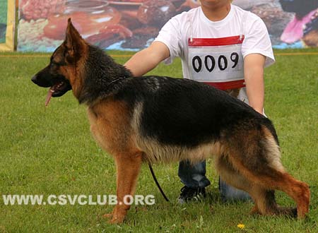 VV5 0009 阿克塞度，Xentie von JingHua，CSZ138179，犬主：李岩