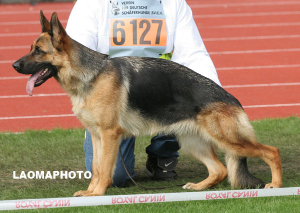 SG4 　6127　 sz2183387 　Jana von der Plassenburg
